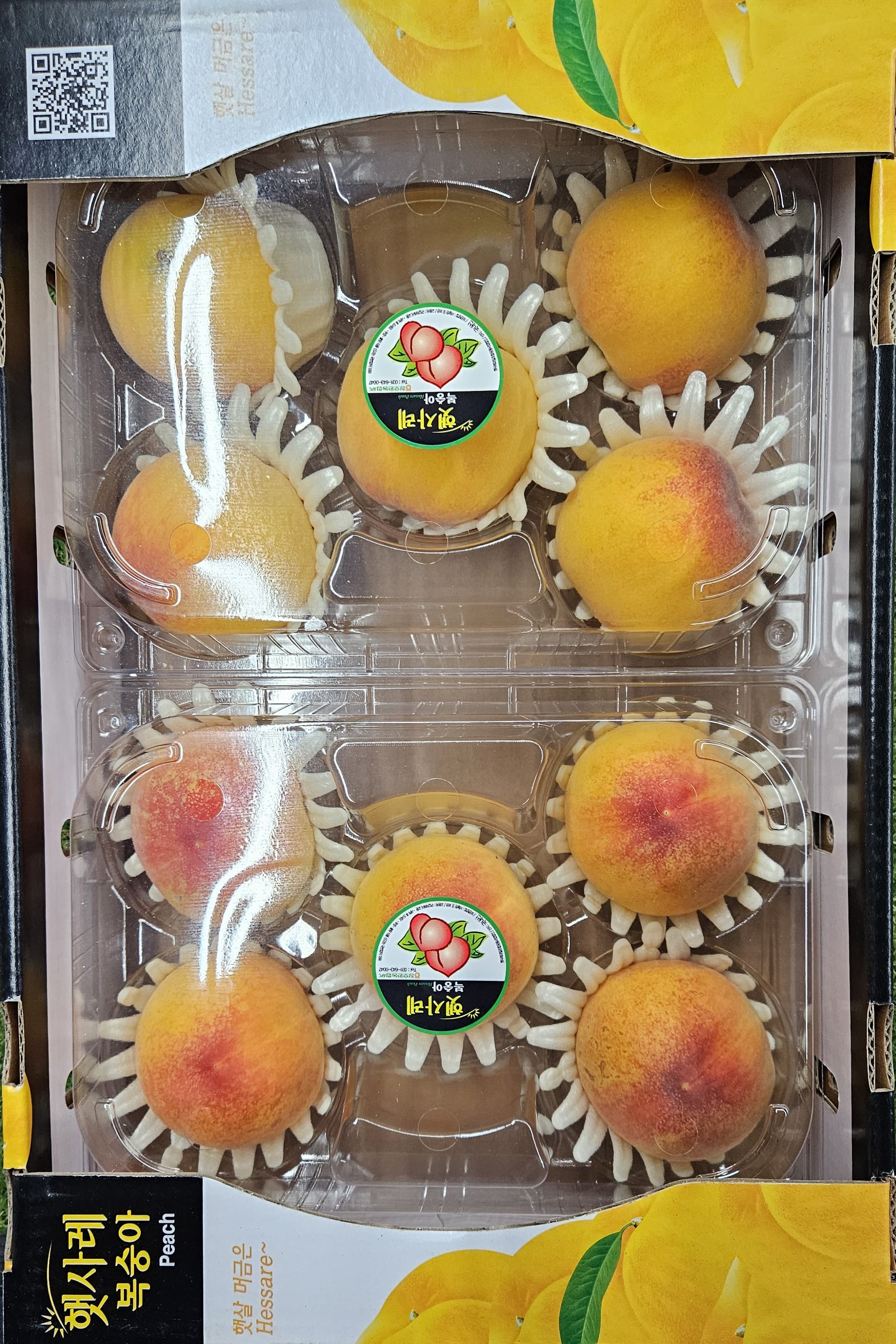 햇사레 그린황도 말랑이